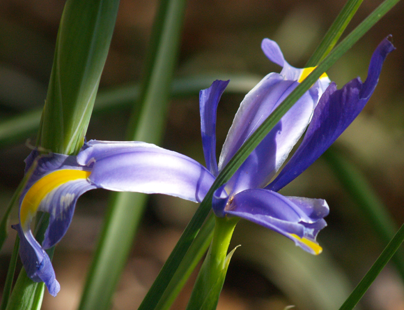 Dutch iris 