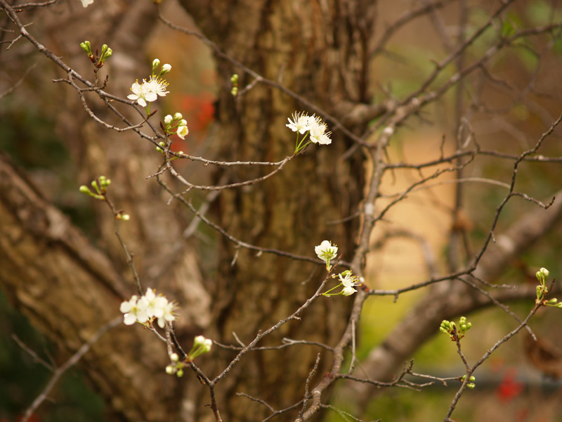 Mexican plum flowers