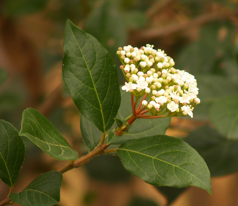 Viburnum 'Spring Bouquet' flowers