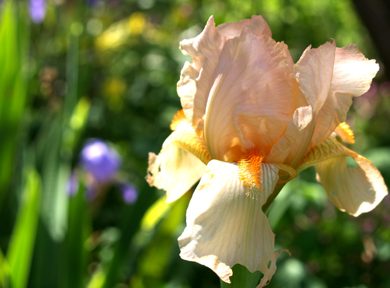 Apricot bearded iris