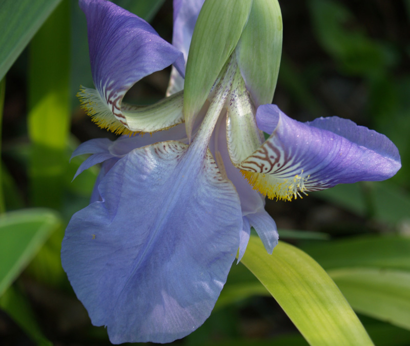 Bearded iris lavender