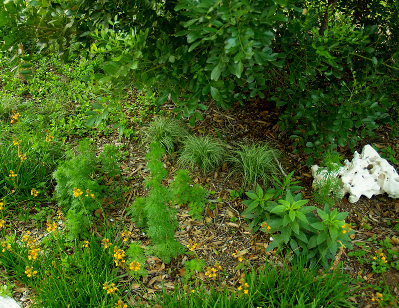 Carex Morrowii 'Variegata' sedge