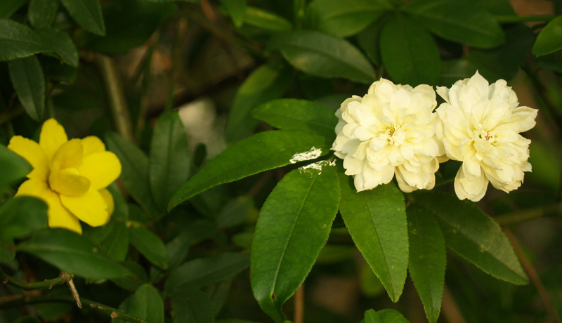 White Lady Banks rose with primrose jasmine