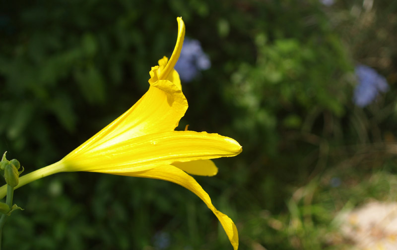 Yellow daylily, plumbago