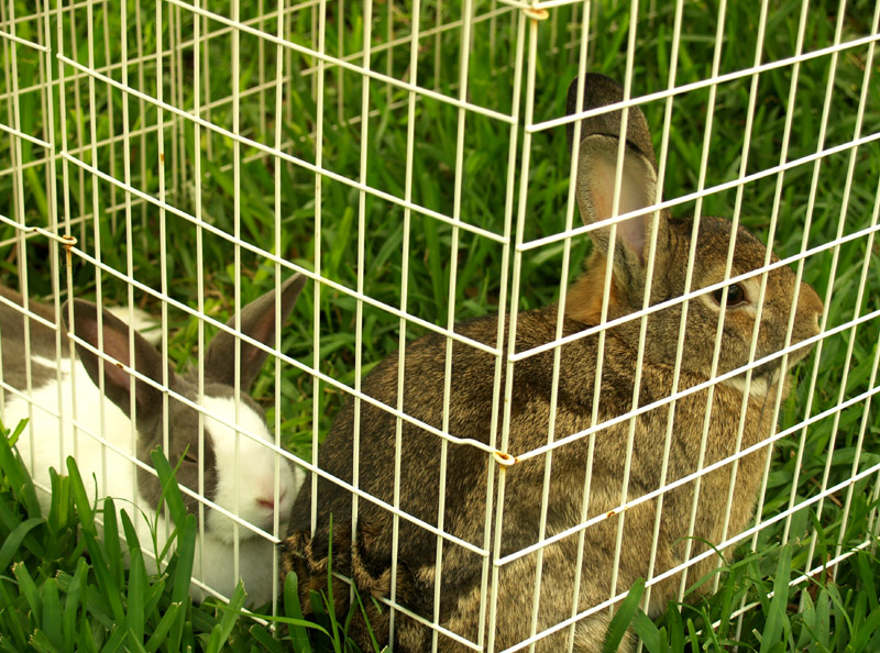 bunnies in playpen