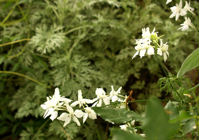 White larkspur with artemesia 'Powis Castle'