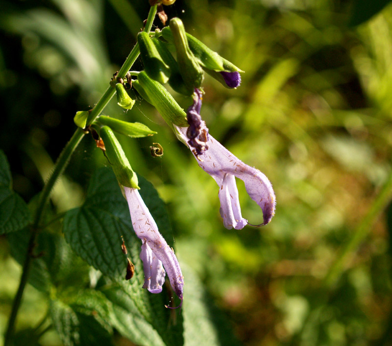 Salvia guaranitica 'Argentine Skies'