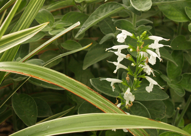 Salvia coccinea, white 'Nymph' with dianella 