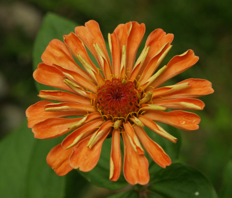Zinnia 'Apricot Blush' Zinnia 'Apricot Blush'
