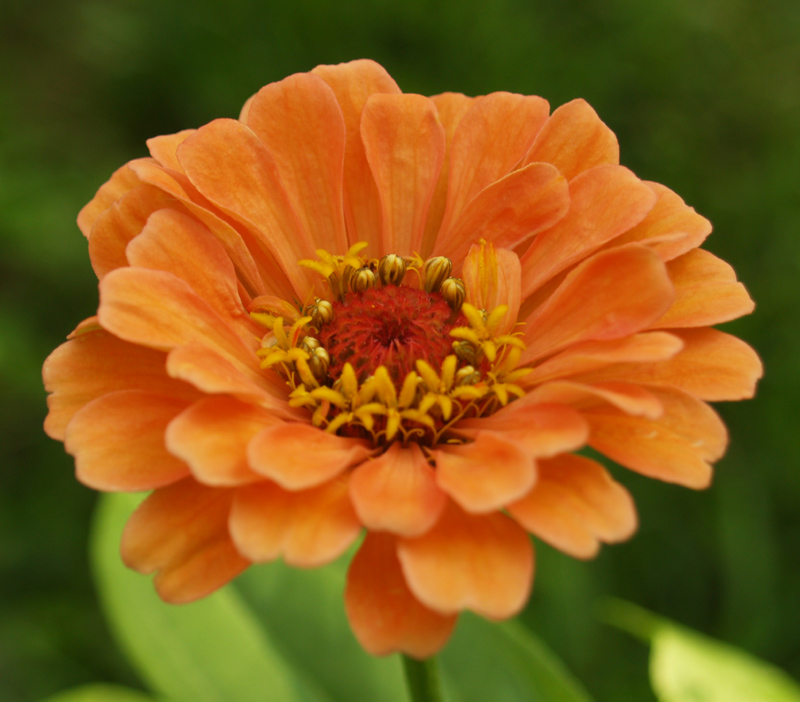 Zinnia 'Apricot Blush' with disk flowers Zinnia 'Apricot Blush' with disk flowers