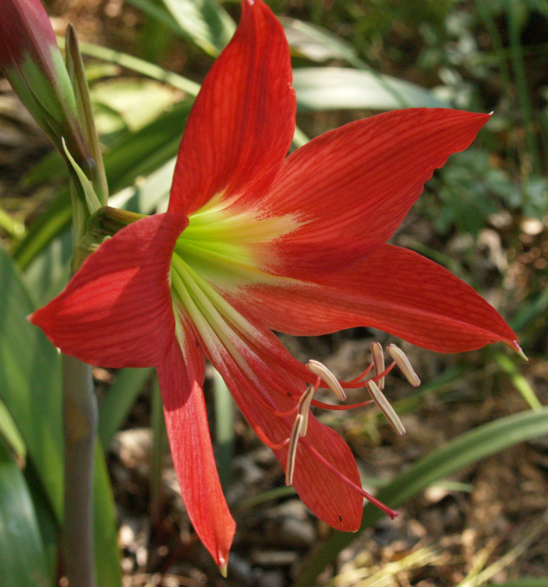 Hippeastrum 'San Antonio Rose' (amaryllis) 