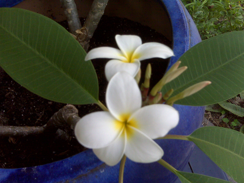 Betsy's plumeria