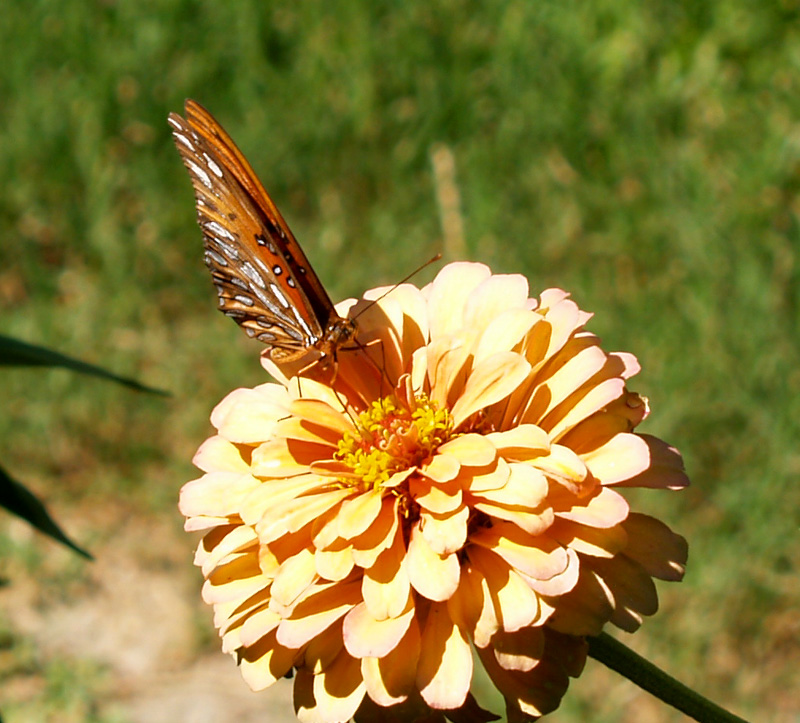 Gulf fritillary butterfly on zinnia