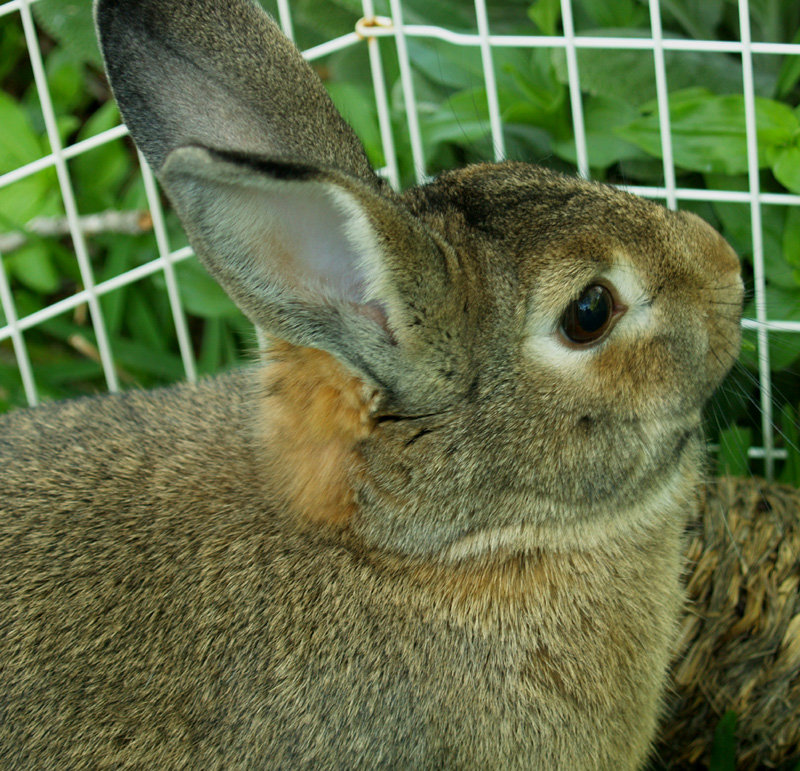 Rex rabbit Harvey