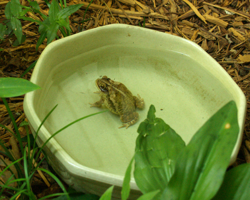 Toad getting cooled off