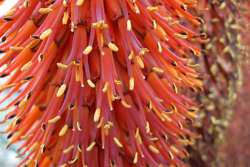 Aloe ferox flower by Jeff Pavlat