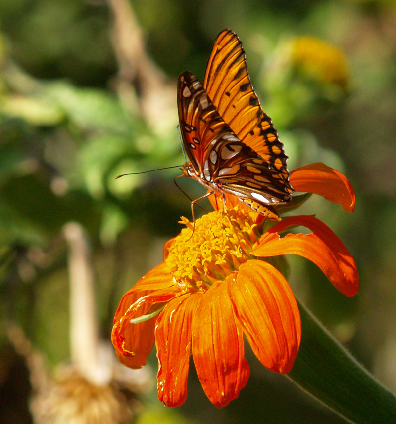 Gulf fritillary butterfly on Mexican sunflower (tithonia)