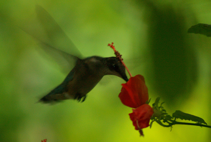 Hummingbird on turks cap