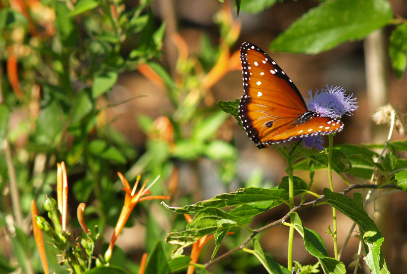 Queen butterfly on Gregg's blue mistflower 