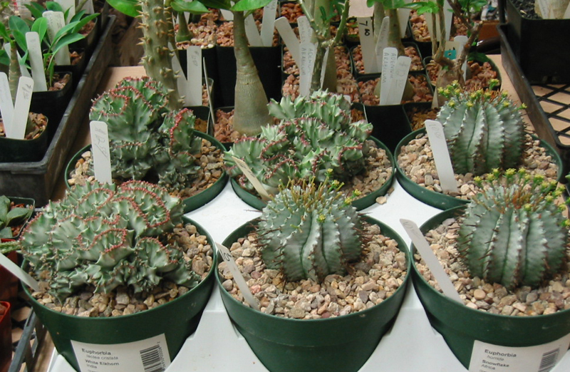 Euphorbias at Austin Cactus & Succulent Society show