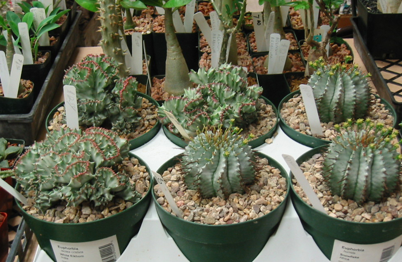Euphorbias at Austin Cactus & Succulent Society show Euphorbias at Austin Cactus & Succulent Society show