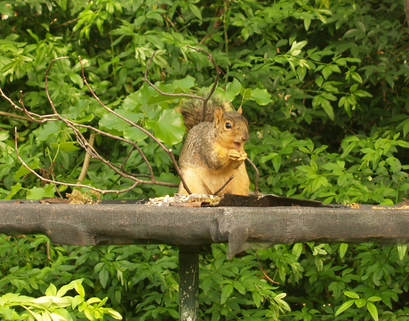 squirrel on platform feeder