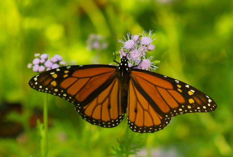 Monarch butterfly on Gregg's mistflower