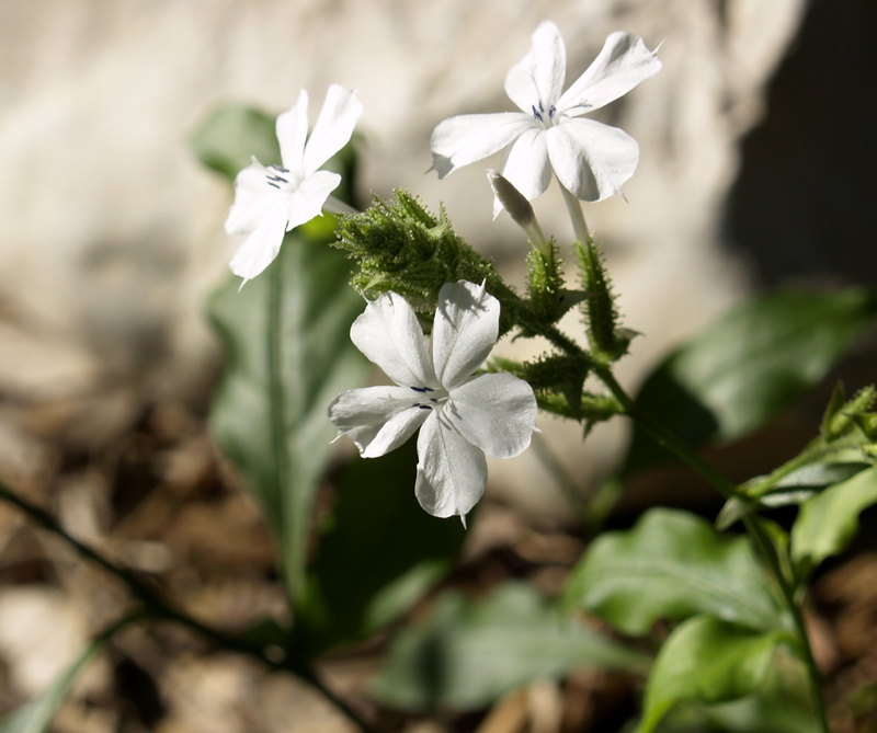 Plumbago scandens