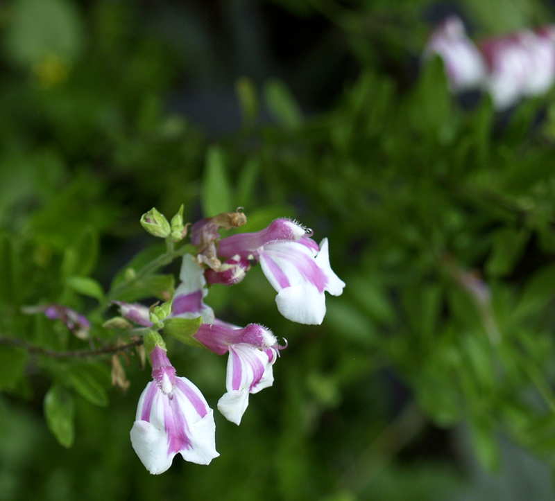 Salvia greggii 'Theresa'