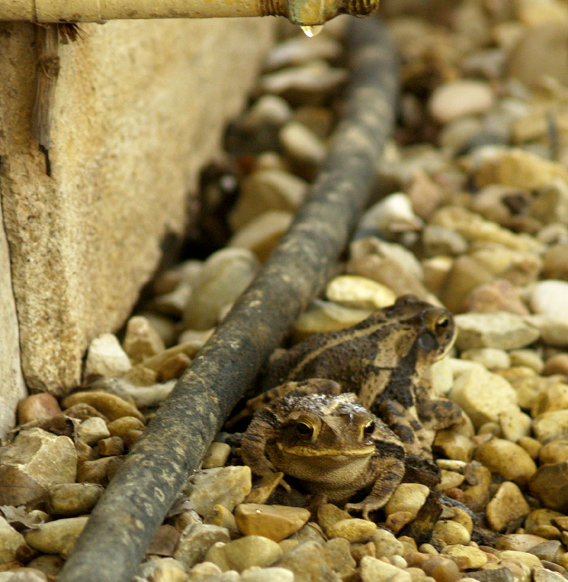 Toads relaxing under condensation pipe