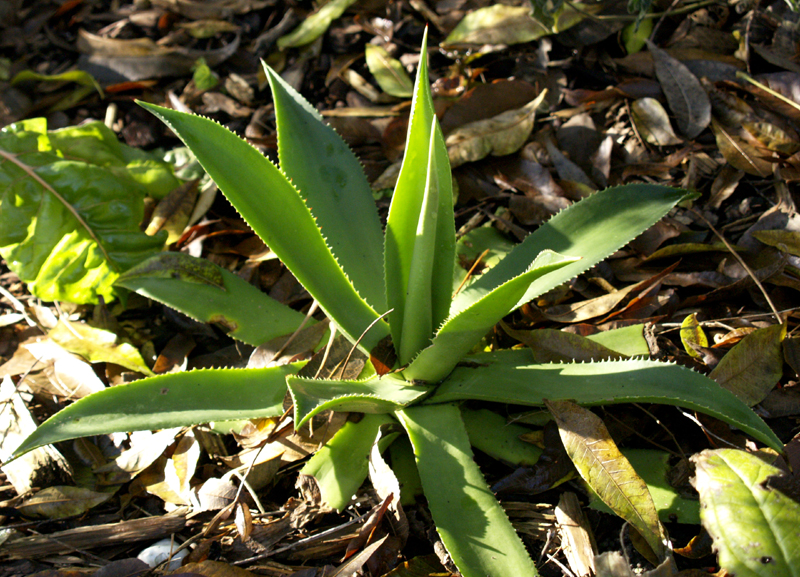 young Agave celsii