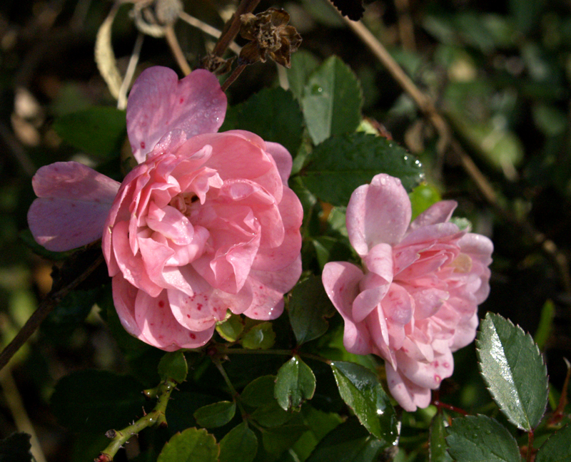 The Fairy rose after frost