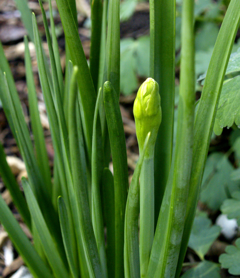 Narcissus bulb and foliage