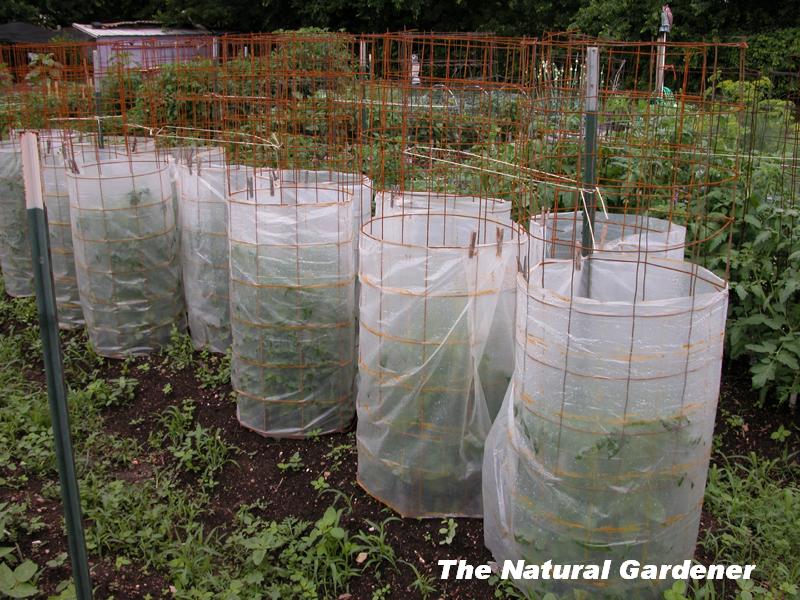 Protective cover vegetable plants 