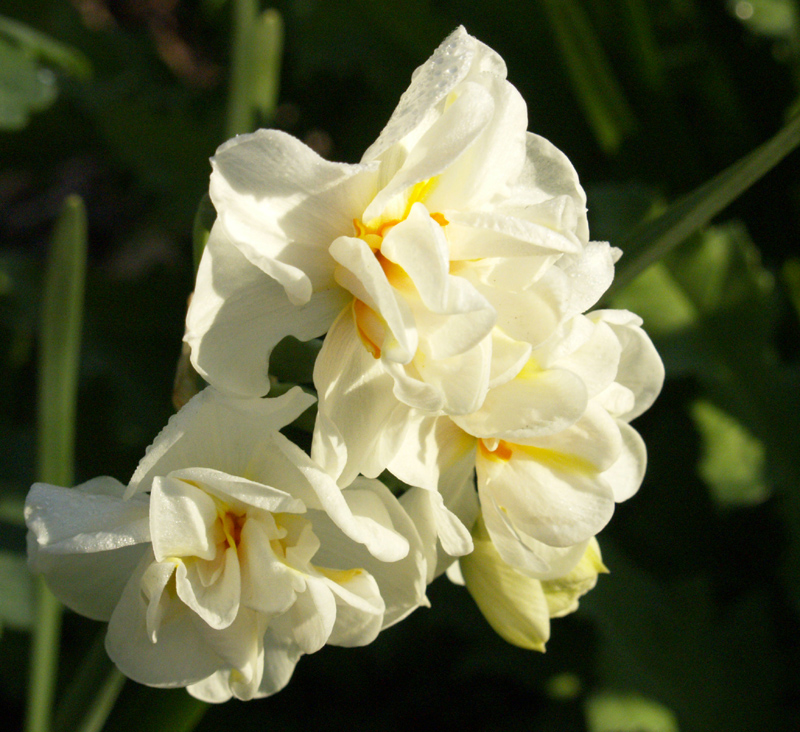 Narcissus 'Abba'