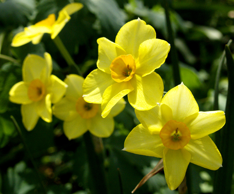 Narcissus 'Falconet'