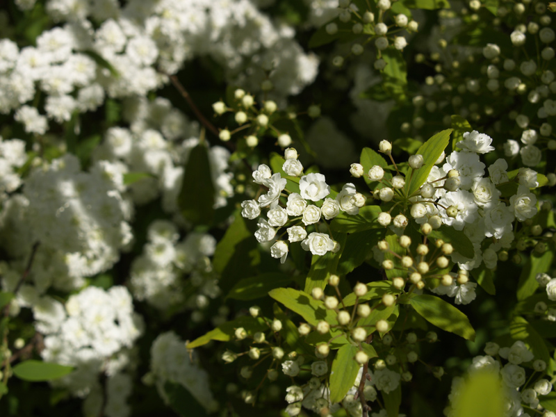 Spiraea buds and blooms
