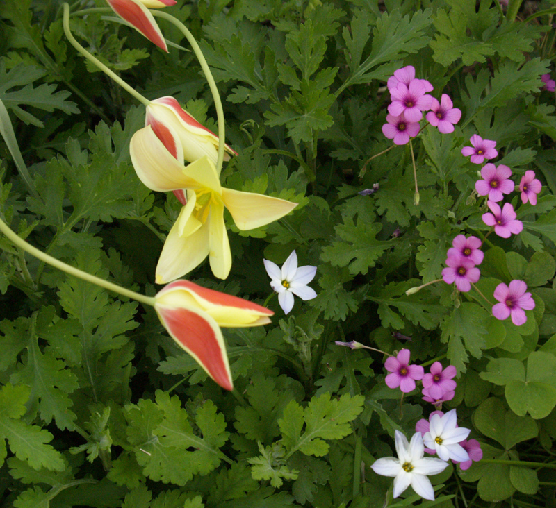 Clusiana tulip 'Tinka' with spring starflower and oxalis