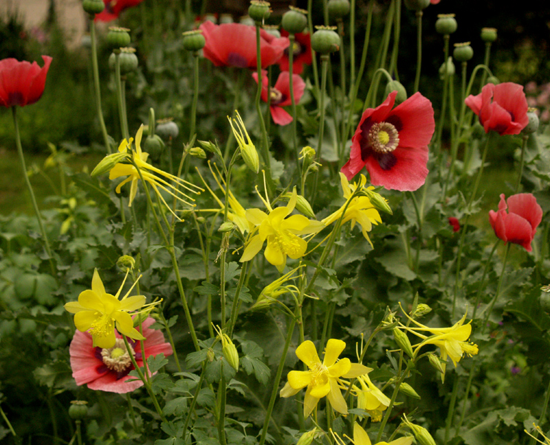 Columbine and pink poppies