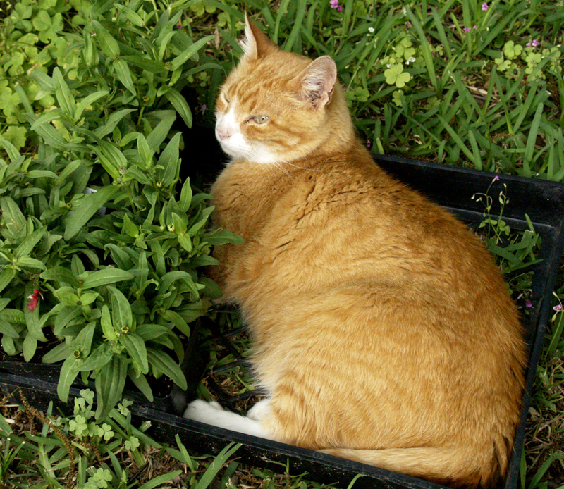 Cedric cat in plant tray