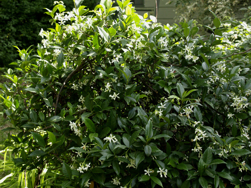 Star jasmine trained as shrub