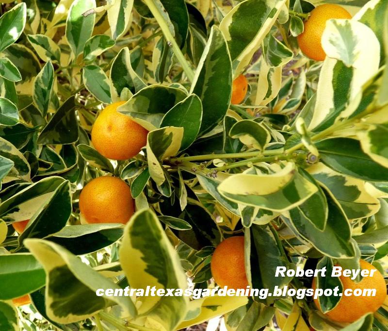 Variegated calamondin orange fruit 