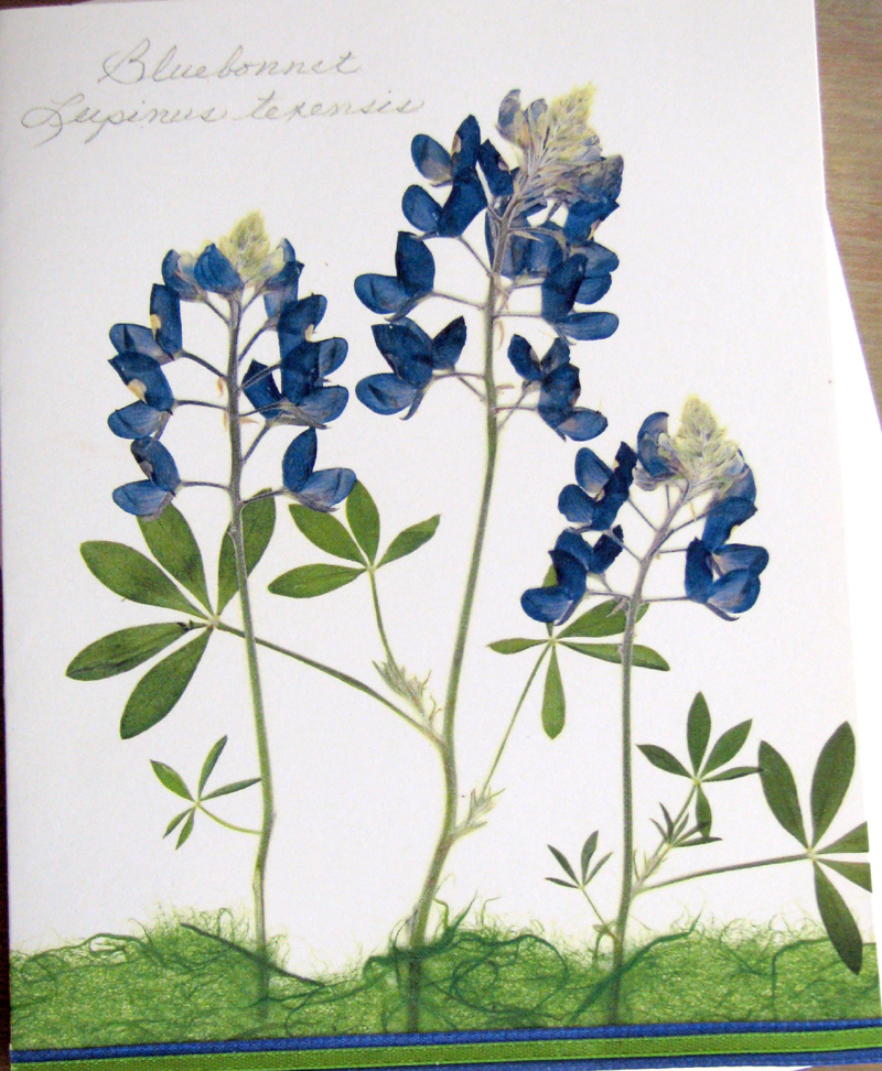 Flat Flower Cards bluebonnet