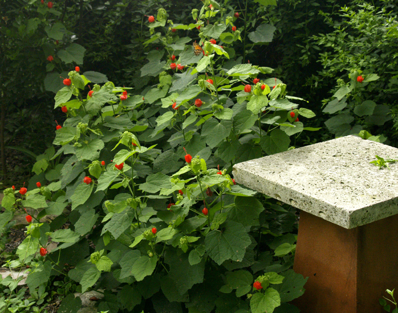 Turks cap near cat perch