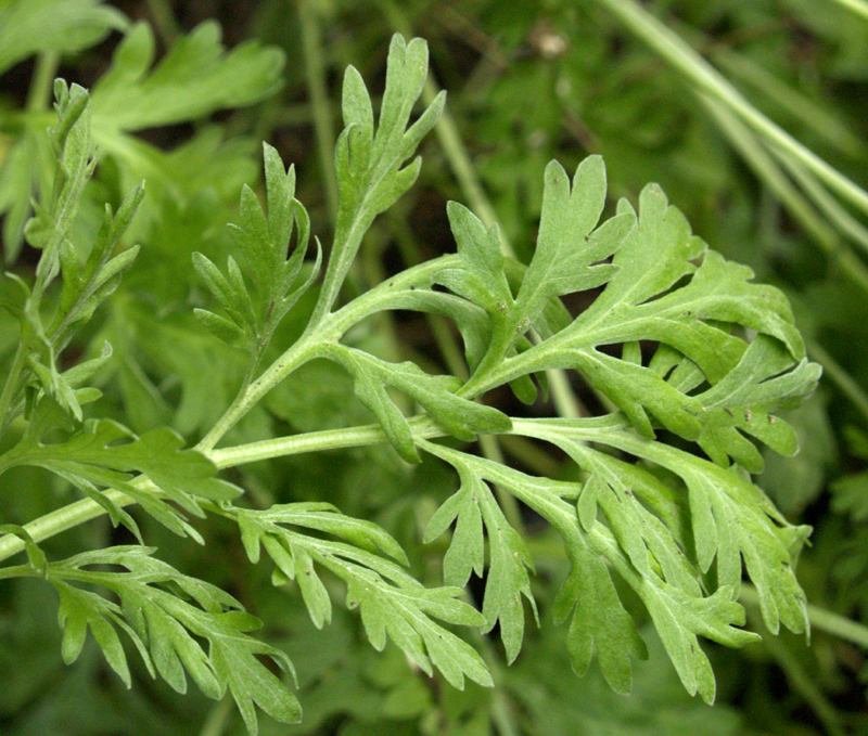 wormwood, Artemisia absinthium
