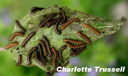 Bordered patch caterpillars on sunflower larval food 