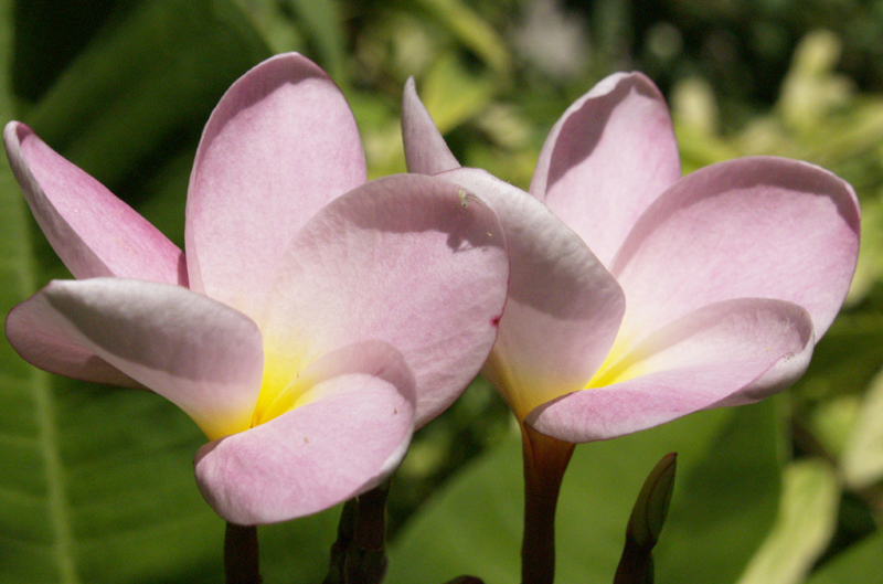 Pink plumeria from It's About Thyme