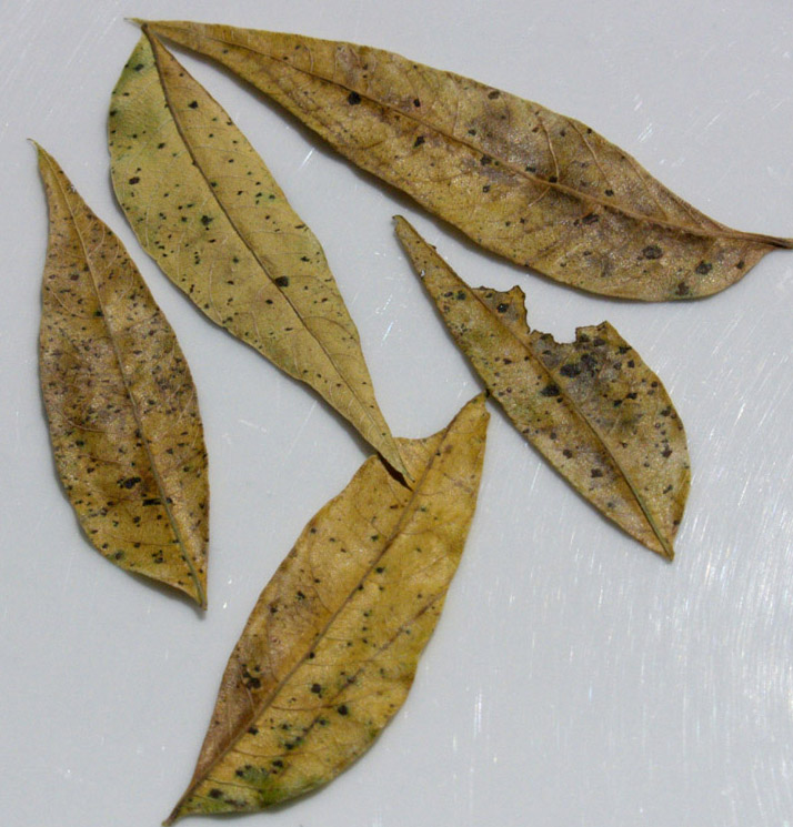 Fungus on Chinese pistache leaves