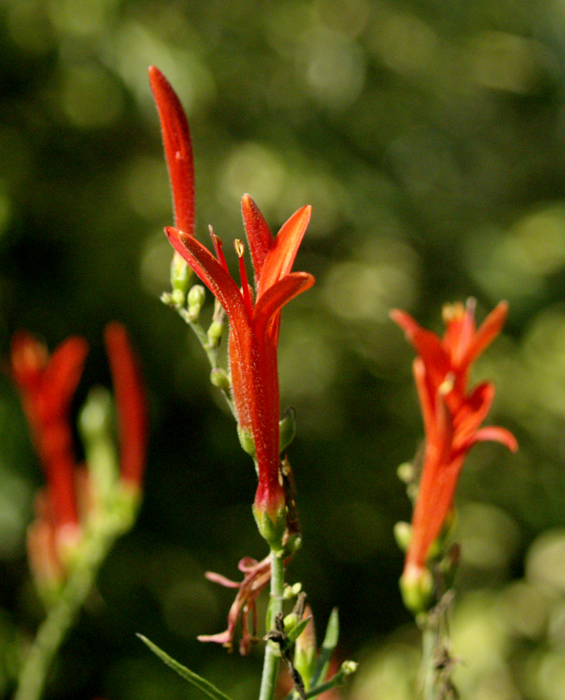 Flame acanthus (Anisacanthus wrightii)