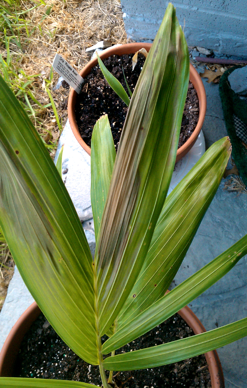 potted palm with browned foliage